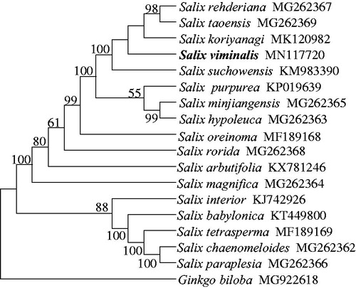 Figure 1. Phylogenetic relationship of 17 Salix species built by maximum-likelihood method based on whole chloroplast genomes, with Ginkgo biloba as the outgroup. The numbers near branches indicate bootstrap support values.