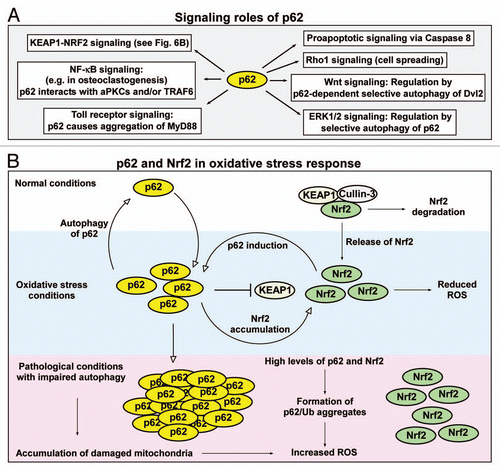 Figure 6 Signaling roles of p62 involving selective autophagy. (A) Signaling roles of p62 that may, at least in part, be regulated by autophagy. (B) p62 and Nrf2 as regulators of the oxidative stress response. Under normal conditions, there is a low level of p62 and Nrf2 due to selective autophagy of p62 and KEAP1-mediated proteasomal degradation of Nrf2. Under oxidative stress conditions, there is an elevated level of p62 and Nrf2. This results in the establishment of a feedback loop where Nrf2 induces expression of p62, and p62 inhibits KEAP1-mediated degradation of Nrf2. The net effect is induction of the intracellular antioxidant response. Under pathological conditions associated with inhibition of autophagy, there is a constitutive high level of p62 and Nrf2. This potentially induces ROS production, inhibits proteasomes and acts as a tumor-promoting factor.