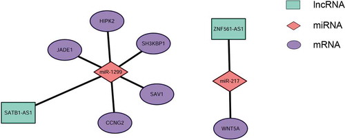 Figure 6. Experimentally validated mRNA-related ceRNA triplets in LSCC. Two sets of mRNA-related ceRNA networks were experimentally validated by determining the coexpression coefficients of lncRNAs and mRNAs using qRT-PCR, including lncRNA SATB1-AS1-related ceRNA clusters, which target SAV1, CCNG2, SH3KBP1, JADE1 and HIPK2 by interacting with miR-1299 (A) and the ZNF561-AS1-miR217-WNT5A triplet (B).