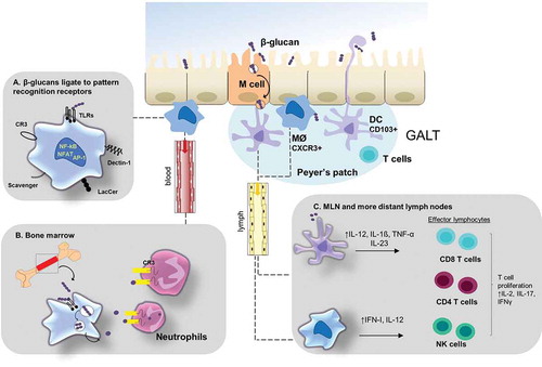 Figure 2. Uptake, trafficking and immune activation of β-glucans. Beta-glucans enter the proximal small intestine, via intestinal epithelial cells or M cells in Peyer’s patches, cohere they are captured by CXCR3 macrophages or CD103 DCs. Exposure to β-glucans induces these cells to migrate via the bloodstream to the bone marrow or via the lymph system to mesenteric or more distant lymph nodes. (a) Beta-glucans bind to innate immune cells via PPRs generally resulting in signaling through conserved pathways, and yielding cellular activation. (b) Within bone marrow, degradation products of large β-glucans bind to CR3 on neutrophils resulting in their activation. (c) Within lymphoid organs, DCs and macrophages produce a variety of type-I IFNs and pro-inflammatory cytokines, ultimately culminating in enhanced differentiation of effector lymphocytes. Abbreviations: AP-1: Activator protein 1; CR3: Complement receptor 3; CXCR3: CXC chemokine receptor 3; DC: Dendritic cell; IFN-I: Type I interferons; IFN-γ: Interferon gamma; IL: Interleukin; LacCer: Lactosylceramide; MØ: Macrophage; NFAT: Nuclear factor of activated T-cells; NF-kB: Nuclear Factor Kappa Bèta; TNF-α: Tumor necrosis factor alpha; TLR: Toll-like receptor.