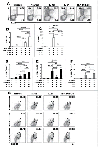 Figure 1 (See previous page). IL-12 but not IL-21 induced the differentiation of human naive CD4+ (T)cells into Th1 and Tfh co-expressing cells. Human naive CD4+ T cells from cord blood were stimulated for 5 d with or without anti-CD3 and anti-CD28 mAbs in the presence or absence of IL-12, IL-21 or IL-12 plus IL-21. The cells were harvested and rested for 2 d with IL-2. The cells were re-stimulated for 6 h with PMA and ionomycin in the presence of BFA. The expression of IL-21 and IFN-γ was detected by FACS. A representative result of different cytokines on the development of Th1 and Tfh cells was shown (A). Statistical data of percentage of IL-21+CD4+ (B), IFN-γ+CD4+ (C), IFN-γ−IL-21+ (D), IFN-γ−IL-21+ (E) and IFN-γ+IL-21+ (F) CD4+ T cells were mean ± SD from 5 independent experiments as described in A. Cell surface expression of CXCR5, PD-1, ICOS and CXCR3 was assessed by surface staining and a representative result was shown (G). P < 0 .05 was considered significant.