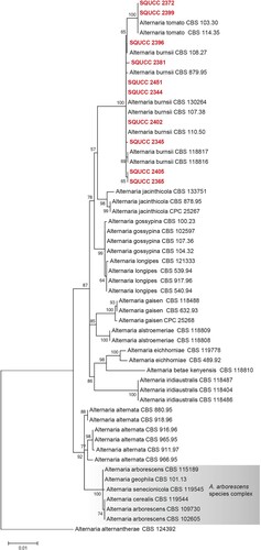 Figure 2. ML tree obtained from the combined ITS, RPB2 and Alt a 1 sequence alignment analysis of the species in section Alternaria. Bootstrap support values above 50% are shown at the nodes and newly generated sequences are in red bold. Alternaria alternantherae (CBS 124392) is used as the outgroup taxon.