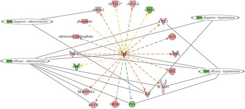 Figure 8 Network display utility of DRGs as predictive biomarkers for two comorbidities associated with T2DM: atherosclerosis and hypertension. APOA1 and IL6 as diagnostic for atherosclerosis, and CCL2, TNF, LEP, ICAM1, IL6, INS, SERPINE1, and RETN as efficacy biomarker for treatment. For hypertension, TNF and IL6 for diagnosis and CCL2, LEP, TNF, ICAM1, and IL6 as efficacy biomarkers for treatment.