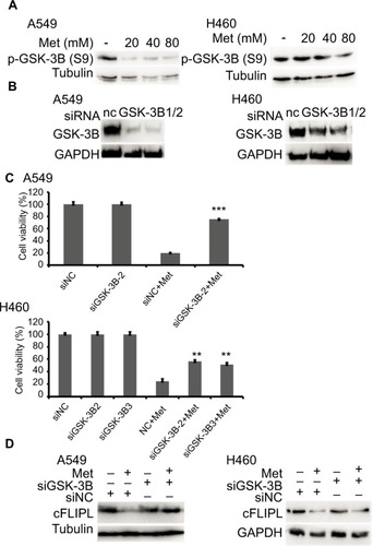 Figure 5 Metformin promotes c-FLIPL degradation via GSK-3β.Notes: Metformin inhibits c-FLIPL expression through AMPK. (A) A549 and H460 cells were treated with metformin (20, 40, 80 mM) for 8 hours. Then, indicated proteins were detected by Western blot, and tubulin was detected as an input control. (B, C) The cells were transfected with siRNA (10 nM) for 24 hours, and then treated with metformin (80 mM) for 24 hours. Then, cell viability was detected by MTT assay. (D) A549 and H460 cells were transfected with siRNA (10 nM) for 24 hours, and then treated with metformin (80 mM) for 16 hours. Then, indicated proteins were detected by Western blot, and tubulin was detected as an input control. N=3. **P<0.01, ***P<0.001.Abbreviations: AMPK, adenosine 5′-monophosphate-activated protein kinase; c-FLIPL, cellular FLICE-inhibitory protein large; FLICE, FADD-like IL-1β-converting enzyme; GSK-3β, glycogen synthase kinase 3 beta.