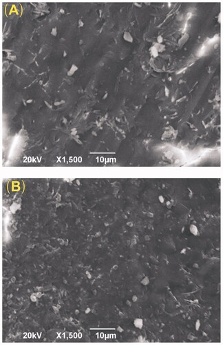 Figure 1. The SEM images of the VP16 implants (magnification ×1500). (A) The external surface of the VP16 implants. (B) The cross-section of the VP16 implants.