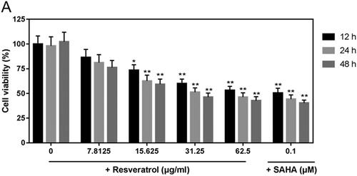 Figure 1. Resveratrol inhibits viability of ACHN cells. ACHN cells were treated with 7.8125, 15.625, 31.25 and 62.5 μg/mL resveratrol and 0.1 μM SAHA for 12, 24 and 48 h. CCK-8 assay kit was used to detect cell viability, which was inhibited by resveratrol. All data were expressed by means ± SEM. *p < 0.05, **p < 0.01 vs. 0 dose.