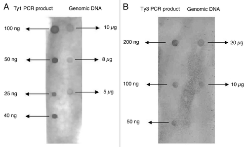 Figure 6 Determination of the copy number of Ty1-copia and Ty3-gypsy sequences in jute genome where (a) is for Ty1-copia and (b) is for Ty3-gypsy. For Ty1-copia 10 µg, 8 µg and 5 µg of genomic DNA corresponding to 100 ng, 50 ng, 40 ng and 25 ng of PCR products were immobilized on membrane followed by probing with non-radioactive labeled PCR probe. For Ty3-gypsy 20 µg and 10 µg of genomic DNA corresponding to 200 ng, 100 ng and 50 ng of PCR products were immobilized on membrane followed by probing with non-radioactive labeled PCR probe.