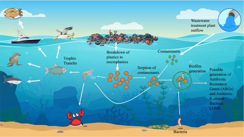 Figure 5. Trophic transfer of microplastics and contaminants through the food chain (adapted from [Citation93].