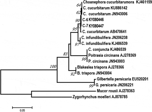 Fig. 3 Phylogenetic tree constructed by the neighbour-joining method comparing the ITS region of Choanephora cucurbitarum isolates C6 and C7 with other sequences of isolates of 3 Choanephora species and 8 isolates of 5 species used as outgroups. GenBank accession numbers are shown next to each species. The bar indicates nucleotide substitutions per site. Numbers of bootstrap support values ≥ 50% based on 1000 replicates.