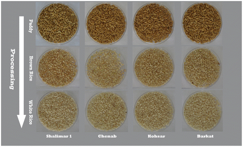 Figure 1. Processing of paddy into white rice for different cold tolerant varieties of Kashmir valley.