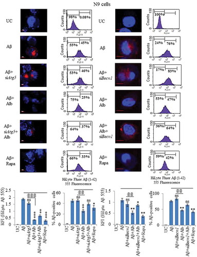 Figure 10. Knocking down of Atg5 and Becn1 led to reduced clearance of Aβ in N9 cells. (A) Confocal microscopy images after various treatments of N9 cells with siRNA-mediated knocked down of Atg5. Histogram shows the average RFI of Aβ1-42-HiLyte Fluor 555 for each sample from 3 independent experiments. (B) Flow cytometric analysis of N9 cells treated under similar conditions as in Figure 10A. Histogram represents average of % Aβ1-42-hilyte fluor 555-positive cells from 3 separate experiments (3n). (C) Confocal microscopy and average RFI of Aβ1-42-hilyte fluor 555 in Becn1-knocked down N9 cells after treatment with alborixin. Average RFI of Aβ1-42-hilyte fluor 555 was measured from 3 independent experiments (3n) is shown in the histogram. (D) Flow cytometric analysis for clearance of Aβ in siBecn1-transfected N9 cells. Average number of Aβ1-42-hilyte fluor 555-positive cells from 3 independent experiments are shown in the histogram. Scale bar for confocal images: 20 µm. Bonferroni test was applied for statistical comparisons between samples as shown in the figures. p values ***p < 0.001, **p < 0.01, *p < 0.05 or @@@p < 0.001, @@p < 0.01, @p < 0.05.