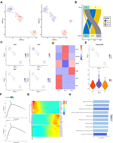 Figure 4 The role of macrophages in testicular ERMS. (A) UMAP plot demonstrates the 3 subgroups of macrophages in testicular ERMS. (B) The percentage of assigned cell types are summarized in normal and tumor tissues. (C) UMAP plot shows expression of macrophages markers in each subgroup. (D) Heatmap showing the key genes expression of immune checkpoint in 3 subgroups. (E) GSVA analysis for immune checkpoint molecules in 3 subgroups of macrophages. (F) Pseudotime was colored in a gradient from dark to light blue. The start of pseudotime is indicated by dark blue, the end of pseudotime by light blue (upper). Pseudotime trajectory of 3 subgroups of macrophages was generated by Monocle2 (lower). (G) Top 10 DEGs with expression levels that changed the most over the pseudotime trajectory are shown. Color key from blue to red indicates low to high. (H) The pathway terms enrichment for top 10 DEGs in 3 subgroups of macrophages.