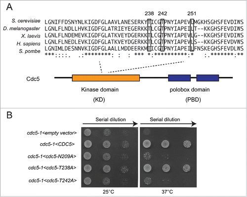 Figure 1. Phosphorylation of T238 site of Cdc5 is dispensable for cell viability. (A) An alignment of activation segment loops (T-loops) in diverse polo-kinases, showing the conserved T238, T242 and L251 residues of the ScCdc5. (B) Viability of the strains Y505 (cdc5-1), Y1327 (cdc5-1<empty vector>), Y1329 (cdc5-1 <CDC5::3xHA>), Y1331 (cdc5-1 <CDC5-N209A::3xHA>), Y1333 (cdc5-1 <CDC5-T238A::3xHA>) and Y1461 (cdc5-1 <CDC5-T242A::3xHA>), at different temperatures. Exponentially growing cell cultures were serially diluted (1:10), and each dilution was spotted on SC-Trp plates. Plates were incubated 3 d at the indicated temperatures.