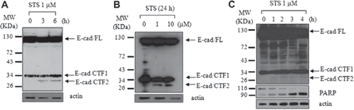 Figure 2. E-cadherin was cleaved during staurosporine (STS)-induced apoptosis in T47D and MCF7 cells. T47D (A) and MCF7 cells (C) were treated for the indicated periods of time with 1 μM staurosporine (STS), lysed in RIPA and blotted with anti-E-cadherin antibody (C36) or anti-PARP antibody. (B) Dosedependent effect of STS in T47D cells treated for 24 hours. Actin was used as a loading control.