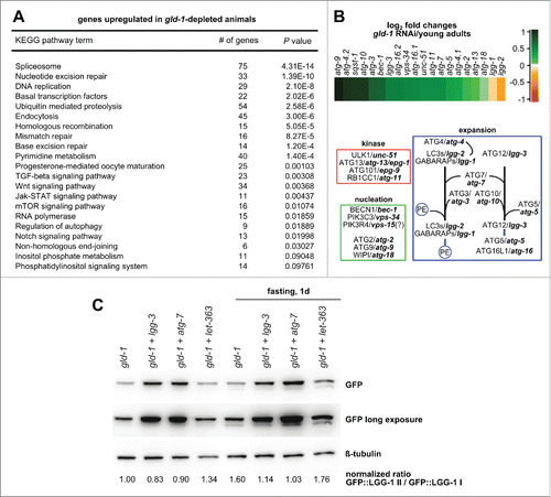 Figure 3. Stress-response related genes are upregulated in animals with germline tumors. (A) KEGG pathway enrichment analysis of gld-1 RNAi animals. Only upregulated pathways in gld-1 RNAi animals compared to young adults with P values lower than 0.01 are shown. (B) Top: Heatmap depicting expression profiles of autophagy-related genes in gld-1 RNAi animals compared to young adult controls. log2-fold changes are shown. Bottom: The autophagy pathway in C. elegans. Genes were classified in functional modules according to ref. Citation77. (C) Modulation of autophagy by RNAi in the RNAi-mediated germline tumor model. GFP::LGG-1 animals with the respective RNAi were treated as indicated for 24 h and lysed. Protein samples (25 µg) were separated by SDS-PAGE and immunoblotted with the indicated antibodies. Where indicated, RNAi(s) against 2 different genes cloned in the same vector were used only when more than 80% of the animals presented a germline tumor.