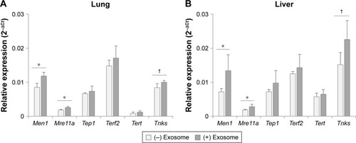 Figure 7 Expression of telomerase-related genes in lungs (A) and liver (B) after the injection of exosomes from 3-month-old to 18-month-old mice.Notes: †P<0.1; *P<0.05.