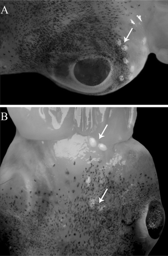 Figure 2. Spermatangia implanted on the head of male N. caroli: behind the eyes (A) and in different locations of the head (B).