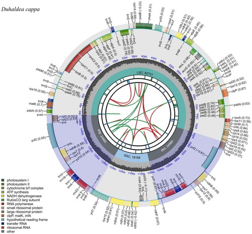 Figure 2. Genomic map of overall features of Duhaldea cappa chloroplast genome, generated by CPGview. The species’ name is shown in the top left corner. The map contains six tracks by default. From the center outward, the first track shows the dispersed repeats. The dispersed repeats consist of direct (D) and palindromic (P) repeats, connected with red and green arcs. The second track shows the long tandem repeats as short blue bars. The third track shows the short tandem repeats or microsatellite sequences as short bars with different colors. The colors, the type of repeat they represent, and the description of the repeat types are as follows. The small single-copy (SSC), inverted repeat (IRa and IRb), and large single-copy (LSC) regions are shown on the fourth track. The GC content along the genome is plotted on the fifth track. The genes are shown on the sixth track. The optional codon usage bias is displayed in the parenthesis after the gene name. Genes are color-coded by their functional classification. The transcription directions for the inner and outer genes are clockwise and anticlockwise, respectively. The functional classification of the genes is shown in the bottom left corner.