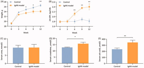 Figure 1. Characteristics of IgAN mice. (A) Changes in mouse weight and (B) 24-h urine protein over 12 weeks (n = 6). (C) Serum urea, serum creatinine (D) and uric acid levels (E) at the end of the 12 weeks (n = 6). Data are expressed as mean ± SD. *p < 0.05, **p < 0.01 vs. control group. IgAN, IgA nephropathy.