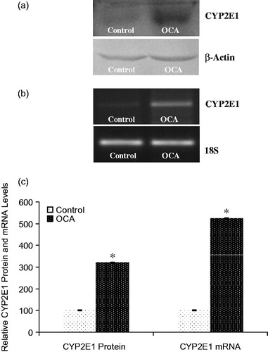 Figure 4. Effects of o-coumaric acid (OCA) on CYP2E1 protein and mRNA levels in HepG2 cells. Representative images for (a) immunoblots and (b) RT-PCR (agarose gel) results showing CYP2E1 protein and mRNA expression, respectively. (c) Comparison of CYP2E1 protein and mRNA levels among experimental groups. The bar graphs show the relative intensity of the bands obtained from western blotting and RT-PCR. The experiments were repeated at least three times. *Significantly different from the respective control value (p < 0.05).