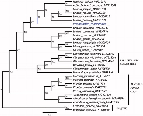 Figure 1. Molecular phylogenetic tree of 34 taxa of Lauranceae based on complete plastome sequences using unpartitioned ML. Number at each node are bootstrap support value.