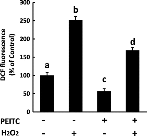 Fig. 4. Effect of PEITC on oxidative stress in H2O2-exposed 3T3-L1 cells.