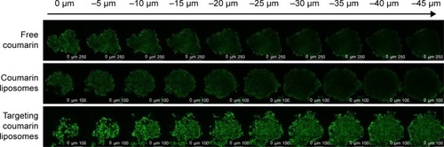 Figure 5 Penetration into brain glioma spheroids (indicated with arrow) after treatment with targeting coumarin liposomes.Note: Results indicate that the targeting coumarin liposomes exhibit the strongest penetration into the brain glioma spheroids.
