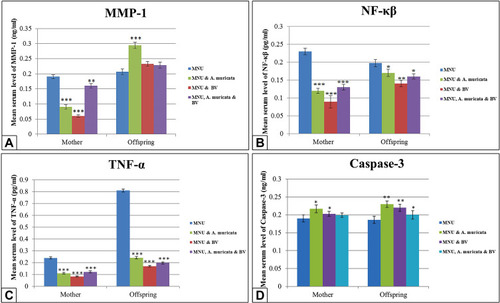 Figure 6 Levels of serum MMP1, NFκB, TNFα and caspase 3 in mother rats and their 21-day offspring among groups. A: The level of serum MMP-1 appears significantly lower in Graviola and/or BV treated mother rats, however this level appears significantly higher in Graviola supplemented offspring if compared with maternally MNU-induced offspring. B and C: A significant decrease in the levels of serum NF-κB and TNF-α in Graviola and/or BV supplemented mother rats and their offspring if compared with MNU-treated group. D: Significant increase in the levels of serum caspase 3 in in Graviola or BV supplemented mother rats and their offspring, however in Graviola and BV supplemented mother rats the level of caspase 3 appears with non-significant change but their offspring display significant increase compared with MNU-treated group.