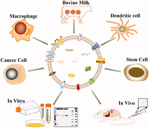 Figure 6. EVs secreted by different cells for targeted cancer therapy.