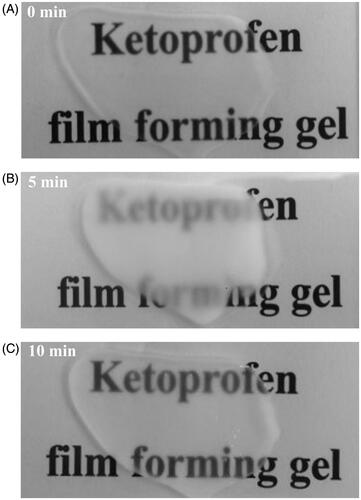 Figure 1. Transparency changes of CbFG-film during film formation; (A) initial state after CbFG application, (B) 5 min after CbFG application; (C) 10 min after CbFG application.