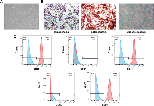 Figure 1 Identification of hASCs. (A) Representative image showing the typical spindle-like shape of hASCs under a light microscope. Scale bar: 500 μm. (B) Oil Red O, Alizarin Red, and Alcian Blue were used to detect the adipogenic, osteogenic, and chondrogenic differentiation of hASCs. Scale bar: 500 μm. (C) Characteristic surface markers of hASCs evaluated by flow cytometry analysis. The cells were remarkably positive for CD29, CD44 and CD90, but negative for CD31, or CD45.