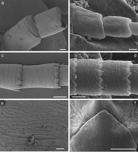 Figure 3. Larvae of Centroptilum volodymyri sp. nov., paratype (a, c, e) and C. luteolum (Müller, 1776) (b, d, f). (a, b) Scapus and pedicellus; (c) flagellum, basal part; (d) flagellum, central part; (e, f) surface of frons. Scale bars: a, c, d = 20 μm; b = 30 μm; e = 10 μm; f = 100 μm.