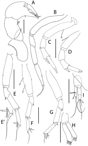 Figure 42. Pseudotanais discoveryae sp. nov., (a), cheliped; (b), pereopod-1; (c), pereopod-2; (d), pereopod-3; (e), pereopod-4 and (e’) detail of dactylus and unguis; (f), pereopod-5; (g), pereopod-6; (h), pleopod; (i), uropod. Scale lines = 0.1 mm