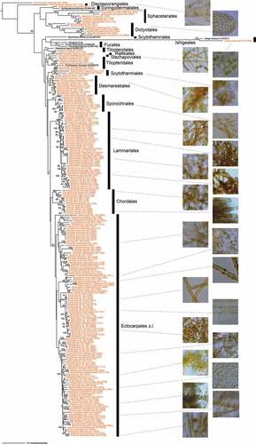 Figure 4. Maximum likelihood (ML) molecular phylogenetic tree of Phaeophyceae based on mitochondrial cox3 gene sequences of KU-MACC culture strains (indicated by brown letters) and published sequences (black letters).