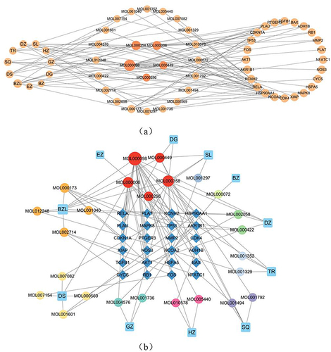 Figure 4 (a and b) TCM - Compound - Gene network: The network indicates the interplay and targeting relationship between active substances derived from TCMs and the intersection genes. The Dark colored circles in the middle represent the common components. (b) TCM - Compound - Gene network: The network indicates the interplay and targeting relationship between active substances derived from TCMs and the intersection genes. The blue rectangles indicate the components of Danbie Capsules, the red circles represent the common components, other colorful circles represent the active substances corresponding to each component of Danbie Capsules, and the dark blue diamonds represent the intersection of genes.