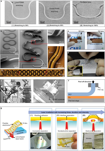 Figure 6. Interfacial failure mechanisms alongside their characterization methods. (a) in situ SEM images capturing the progressive sliding at the interface of a horseshoe-shaped copper interconnect deposited on PDMS, stretched sequentially to 30%, 50%, and 100%. Adapted with permission. Copyright 2011, IOP Publishing [Citation209]. (b) delamination between PI layers of prototype stretchable interconnect. (1) SEM image of a bonded sample where PI has been printed once on the top and bottom layers of encapsulated silver, following cooling from curing temperature to ambient temperature. (2) SEM image of a delaminated sample with PI printed three times on the top and bottom layers of encapsulated silver, following cooling from curing temperature to ambient temperature. (3) optical image of a printed interconnect, showcasing variable silver width and PI thickness after cooling from curing temperature to room temperature. Adapted with permission. Copyright 2021, Elsevier BV [Citation210]. (c) the 3M tape adhesion test on the Cu/PET interface, following plasma treatments for durations of 0 min (left) and 7 min (Right). Reproduced with permission. Copyright 2017, Elsevier BV [Citation44]. (d) Scotch tape adhesion test for an al feature on a magazine paper substrate. Reproduced with permission. Copyright 2012, American chemical Society [Citation211]. (e) a peel test device integrated with a camera for examining the local geometry of the delamination front. Adapted with permission. Copyright 2010, IOP Publishing [Citation209]. (f) schematic illustration of T-peel test on Cu/PET flexible substrate. Adapted with permission. Copyright 2017, Elsevier BV [Citation44]. (g) schematic illustration of the laser-induced interplanar sputtering (LIIS) process, employed to facilitate the delamination of PI film from its substrate. Adapted with permission. Copyright 2020, American chemical Society [Citation45].