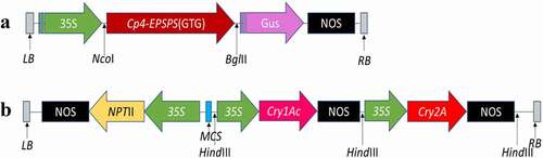 Figure 1. Physical map of gene constructs of (a) cp4-EPSPS and (b) cry1Ac+cry2A.