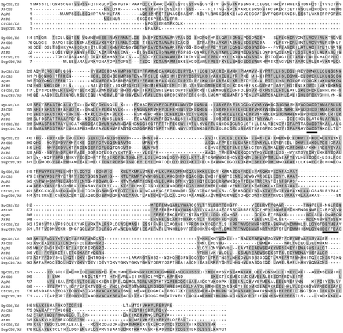 Figure 3. Sequence alignment of ent-kaurene synthase from Physcomitrella patens (PpCPS/KS) and other diterpene synthases from plants and fungi. PpCPS/KS polypeptide was compared with Arabidopsis thaliana ent-copalyl diphosphate synthase (AtCPS), Arabidopsis thaliana ent-kaurene synthase (AtKS), Abies grandis abietadiene synthase (AgAS), Gibberella fujikuroi ent-kaurene synthase (GfCPS/KS) and Phaeosphaeria sp. L487 ent-kaurene synthase (PspCPS/KS). Identical amino acids are represented by grey shading. Underline represents conserved aspartate-rich motifs (DXDD for all enzymes containing CPS activity, DDXXD for plant enzymes with KS activity and DEXXEA for fungal enzymes).