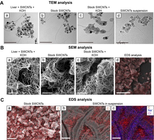 Figure 6 Determination of SWCNT presence in livers.Notes: (A)TEM (a–d), SEM (a–d), EDS (a–c) analyses of the KOH resistant materials, SWCNT stock and SWCNT suspended in DMEM/10% CD1 serum. TEM analysis of KOH-resistant material (a and c) from liver tissues of mice exposed to SWCNTs, SWCNT stock (b) and suspended SWCNTs (d). (B) SEM analysis of KOH-resistant material (a and c) from liver tissues of mice exposed to SWCNTs, SWCNT stock (b) and suspended SWCNTs (d). (C) Combined SEM–EDS (elemental mapping image: C, carbon, in red; Na+, sodium, in blue; Cl−, chloride, in violet) of SWCNT stock purchased from Sigma-Aldrich Co. (St Louis, MO, USA) (a) and after sonication (b and c). EDS analysis for SWCNTs’ suspension (b and c). Bars in (Aa–d): 100 nm; bars in (Ba–c): 500 nm; bars in (Bd): 25 µm; bars in (Ca): 25 µm; and bars in (Cb) and (Cc): 10 µm.Abbreviations: DMEM, Dulbecco’s Modified Eagle’s Medium; EDS, energy dispersive X-ray spectroscopy; SEM, scanning electron microscopy; SWCNTs, single-walled carbon nanotubes; TEM, transmission electron microscopy.