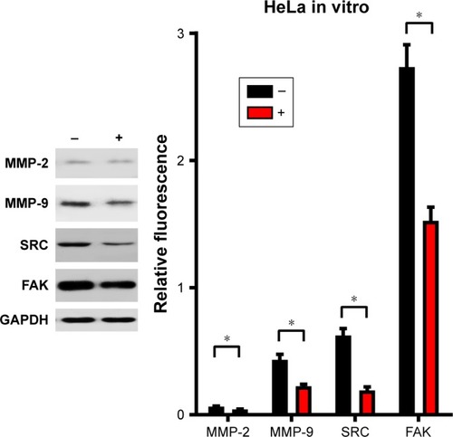 Figure 4 HeLa cells were stimulated with CuS@SiO2 NPs (0 or 80 μg/mL) for 48 h. The expression was normalized to that of GAPDH (n=3). Statistical analysis showed significant differences after stimulation (*P<0.05). The levels of MMP-2, MMP-9, SRC, and FAK decreased. The migration of HeLa cells was suppressed by the CuS@SiO2 NPs (80 μg/mL).Abbreviations: FAK, focal adhesion kinase; MMP, matrix metalloproteinase; NP, nanoparticle.