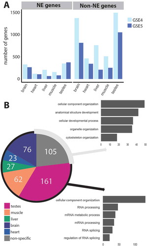 Figure 3. RNA support for novel tissue-specific splice variants through scoring of splice junctions according to their unique appearance in particular tissues. (a) The appearance of individual splice junctions in the GSE4 (light blue) and GSE5 (dark blue) tissue datasets was quantified for brain, heart, liver, muscle and testes. A scoring system (see text) for tissue-specificity was applied and the number of genes with tissue-specific splice junctions for each tissue is plotted. Brain and testes have the most specific isoform expression both when just considering genes encoding NE proteins and when considering non-NE protein genes. In total, 6,709 previously un-annotated differentially spliced junctions were identified for rat between the GSE4 and GSE5 datasets, 24% (1,622) of which were in NE genes. Many of these, however, were not found in both datasets. The intersection of the two datasets yielded 1,634 novel splice junctions, of which 28% (454) were in NE genes. (b) Most novel junctions in NE genes are tissue-specific and there seems to be a functional difference between those that can be defined as tissue-specific and those that are non-specified. The pie chart shows the tissue-specificity of the 454 ‘intersect’ un-annotated splice junctions in NE genes that were identified to be differentially spliced in both rat body map datasets. The graphs show the number of genes significantly enriched in GO term categories (p ≤ 0.01) as determined by LAGO analysis for tissue-specific genes (bottom) and non-tissue-specific genes (top).