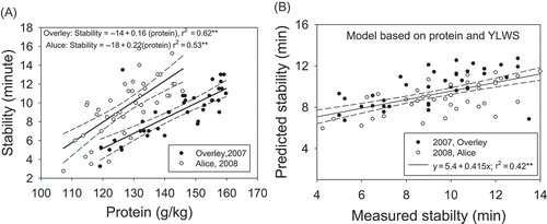 Figure 2. Relationship between protein and dough stability (A) and a comparison between predicted stability, based on protein content and water stress, and measured dough stability (B).