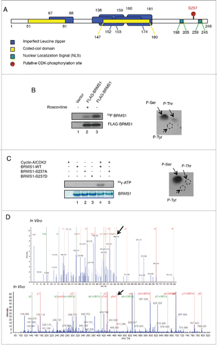 Figure 1. BRMS1 is a novel CDK substrate. (A) Domain structure of BRMS1, which contains imperfect Leucine zippers, coiled-coil domains, nuclear localization sequences and a potential CDK phosphorylation site, located at serine 237. (B) BRMS1 is phosphorylated in cells by CDKs. Left panel, HEK-293T cells transfected with pCMV-Tag2A vector (Lane 1) or pCMV-Tag2A-BRMS1 (Lane 2 and 3), were 32P-labeled in the absence (Lanes 1 and 3) or presence (Lane 2) of 50 μM Roscotivine. Immunoprecipitated FLAG-tagged BRMS1 was separated by SDS-PAGE and transferred onto nitrocellulose. BRMS1 phosphorylation was detected by autoradiography (top panel). Western blotting was performed with an anti-FLAG antibody to demonstrate equal levels of BRMS1 in lanes 2 and 3 (bottom panel). Right panel: Phosphorylated BRMS1 purified from transfected HEK-293T cells was subjected to phosphoamino acid analysis. Phosphoamino acids were visualised by ninhydrin staining and autoradiography. Arrows indicate the positions of phosphoserine (P-Ser), phosphothreonine (P-Thr) and phoshotyrosine (P-Tyr). (C) In vitro phosphorylation of BRMS1 by Cyclin A/CDK2. Left panel: purified His6-tagged wild-type BRMS1 or BRMS1 S237A were incubated with or without Cyclin A/CDK2 in the presence of [γ-32P] ATP. Following phosphorylation, samples were separated on SDS-PAGE, stained with Coomassie brilliant blue (bottom panel) and autoradiographed (top panel). Right panel: purified His6-tagged BRMS1 phosphorylated in vitro by Cyclin A/CDK2 in the presence of [γ-32P] ATP was subjected to phosphoamino acid analysis. Phosphoamino acids were visualized by ninhydrin staining and autoradiography. Arrows indicate the positions of phosphoserine (P-Ser), phosphotheorine (P-Thr) and phosphotyrosine (P-Tyr). (D) BRMS1 is phosphorylated on Ser 237. In vitro or in vivo phosphorylated BRMS1 (from B and C) was separated by SDS-PAGE, excised and subjected to tryptic digestion. Phosphopeptides were then purified on TiO2 beads and analyzed by LC/MS. Tandem MS/MS mass spectra of phosphorylated serine 237 (pS237) from His6-BRMS1 phosphopeptide 234–241 (AAVpSPQKR), parent ion: 468.8 m/z 2+ (indicated with an arrow), following phosphorylation in vitro by CyclinA/CDK2 (top panel), or following immunoprecipitation of FLAG-tagged BRMS1 from BT-549 cells (bottom panel).