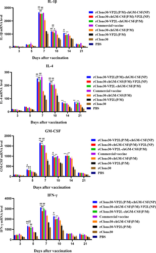 Figure 7. mRNA expression levels of inflammatory cytokines in white cells. The inflammatory cytokines IL-1β, ifn-γ, IL-4, and GM-CSF were analysed in the white cells by real-time PCR at 3, 5, 7, 10, 14, and 21 days post-first immunization. The chickens of the rClone30-VP2L (P/M) group, rClone30-chGM-csf (P/M) group, and commercial vaccine group were used as control. Values are expressed as mean ±SD; *p < 0.05, **p < 0.01 versus rClone30-VP2L (P/M) virus-treated SPF chickens; #p < 0.05, ##p < 0.01 versus rClone30-chGM-csf (P/M) virus-treated SPF chickens; ^p < 0.05 versus commercial vaccine-treated SPF chickens.