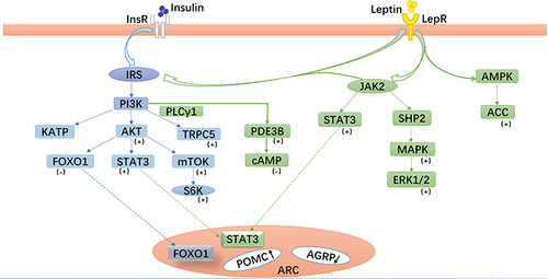 Figure 2 Leptin- and insulin-related signaling pathways in pro-opiomelanocortin (POMC) neurons. Leptin and insulin bind to their corresponding receptors and activate related signaling pathways, especially the phosphoinositide 3-kinase (PI3K) signaling pathway, which play important roles in glucose metabolism mediated by POMC neurons in the arcuate nucleus.