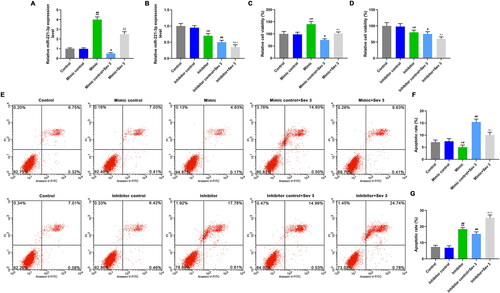 Figure 3. The effects of mimic, inhibitor alone and combined with 3% sevoflurane on cell viability and apoptosis. A: MiR-221-3p level was detected by qRT-PCR, after exposure to sevoflurane or transfection with mimic. B: MiR-221-3p level was detected by qRT-PCR, after exposure to sevoflurane or transfection with inhibitor. C: Cell viability was detected by CCK-8, after exposure to sevoflurane or transfection with mimic. D: Cell viability was detected by CCK-8, after exposure to sevoflurane or transfection with inhibitor. E: The apoptosis rate in different groups was detected by flow cytometer. F: Mimic inhibited apoptosis, and reversed the effect of 3% sevoflurane on apoptosis. G: Inhibitor promoted apoptosis, and enhanced the effect of 3% sevoflurane on apoptosis. The cells were pretreated with 3% sevoflurane or not, and miR-221-3p mimic control, miR-221-3p mimic, miR-221-3p inhibitor control, miR-221-3p inhibitor were used for cell transfection. *p < 0.05 vs. control, **p < 0.01 vs. control; #p < 0.05 vs. mimic control or inhibitor control, ##p < 0.01 vs. minmic control or inhibitor control; ^p < 0.05 vs. mimic or inhibitor, ^^p < 0.01 vs. mimic or inhibitor; △p < 0.05 vs. Mimic control + Sev3 or Inhibitor control + Sev3, △△p < 0.01 vs. Mimic control + Sev3 or Inhibitor control + Sev3.