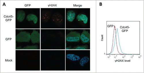Figure 3. Cdc45-GFP induced replication stress provoked focal accumulation of γH2AX in human HeLa cells. (A) Immunofluorescence imaging of γH2AX. Representative photographs of cells transfected with Cdc45-GFP (upper lane), GFP alone (middle lane), or pseudotransfected (lower lane). The same cells were subsequently immunostained for γH2AX, and subjected to immunofluorescence microscopy for GFP (green), γH2AX (Cy5 – red) and DNA (DAPI – blue). (B) Quantitation of the increase of γH2AX levels as measured by flow cytometry after transfection with vectors encoding GFP alone (magenta) or Cdc45-GFP (turquoise).