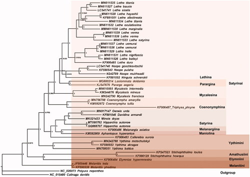 Figure 1 Phylogenetic tree for Satyrinae inferred with Bayesian Inference (BI) method.