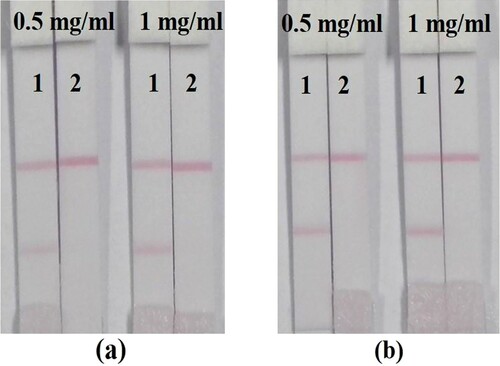 Figure 4. The coating concentration and the MD-mAb dose for ICS analysis (1 = 0, 2 = 50 ppb). (a) The MD-mAb dose is 8 ug/ml and (b) The MD-mAb dose is 10 ug/ml.