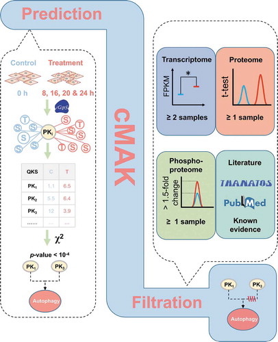 Figure 5. The overview of the 3-step cMAK algorithm. First, ssKSRs were predicted for all quantified p-sites to pinpoint potential substrates for each kinase. Then, the QKS value of each kinase was calculated, and the total QKS score was summed up for each time point. The statistical significance was evaluated through Yate’s chi-squared test. Finally, the transcriptomic, proteomic, and phosphoproteomic data of predicted kinases, as well as the literature evidence, were considered to reduce potentially false-positive hits